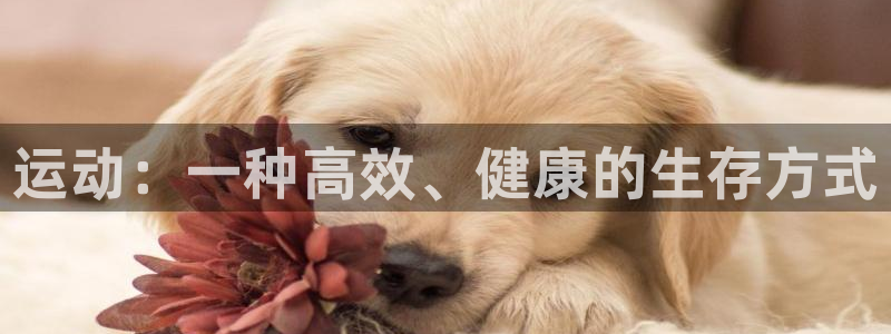 球速体育：运动：一种高效、健康的生存方式
